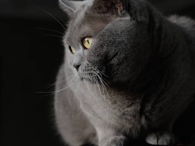 Oliver, a British Shorthair cat belonging to Catherine Musgrove.