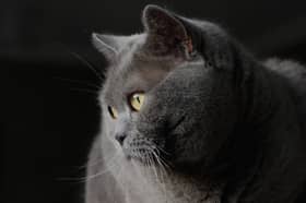 Oliver, a British Shorthair cat belonging to Catherine Musgrove.