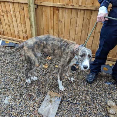 The pair had both pleaded guilty previously  These included failing to treat their two lurchers’ injuries, including one badly fractured leg.