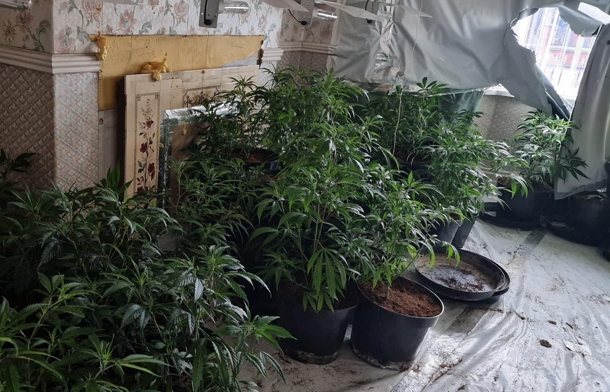 Two charged after police raid home with 150 cannabis plants