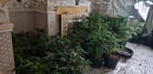 Police uncovered around 150 cannabis plants at a home in Moor Road, Chorley on Tuesday (February 13)