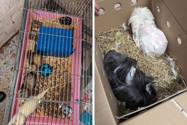 Three ferrets were left in an under-sized cage in Blackburn and two long-haired guinea pigs were dumped in a box at Wythburn Road in Middleton.