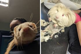 Ferrets and guinea pigs were found abandoned in two separate incidents on the street ahd had to be rescued by the RSPCA.