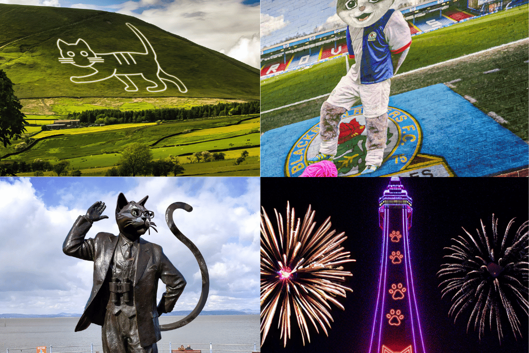 Landmarks given cat makeover after Lancashire named the most cat crazy
