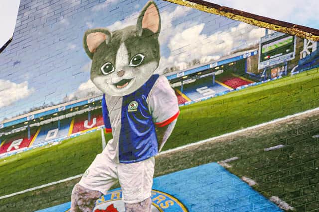 Landmarks given cat makeover after Lancashire named the most cat crazy