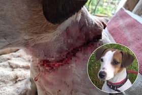 14-year-old Jack Russel Patch was attacked by a suspected XL Bully in Blackpool