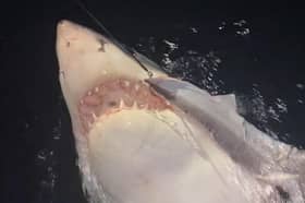 The great white shark caught by Blackpool dad Gus Smith while on holiday in New Zealand