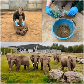 Blackpool Zoo is monitoring the reproductive cycles of its female Asian elephants by using coloured edible glitter, which helps to identify the dung.