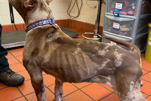 An emaciated female pocket bully with cropped ears was found in Preston (Credit: RSPCA)