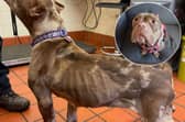 An emaciated female pocket bully with cropped ears was found in Preston (Credit: RSPCA)