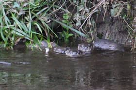 Otters playing in the River Wyre at Garstang. Picture credit: Andrew Moreland / Garstang & District Wildlife