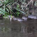 Otters playing in the River Wyre at Garstang. Picture credit: Andrew Moreland / Garstang & District Wildlife