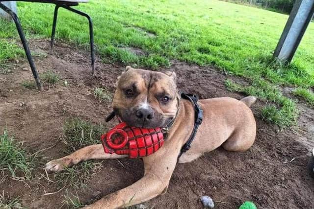 Bronson's favourite pastimes include getting muddy, being fussed and playing with toys (Credit: RSPCA)