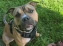 Staffordshire bull terrier Bronson has been described as a "joy to be around" (Credit: RSPCA)