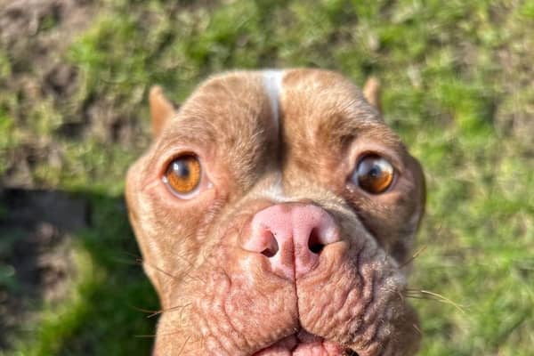Pocket bully Moana who was found emaciated and with cropped ears is now doing well at the RSPCA Preston and District Branch.