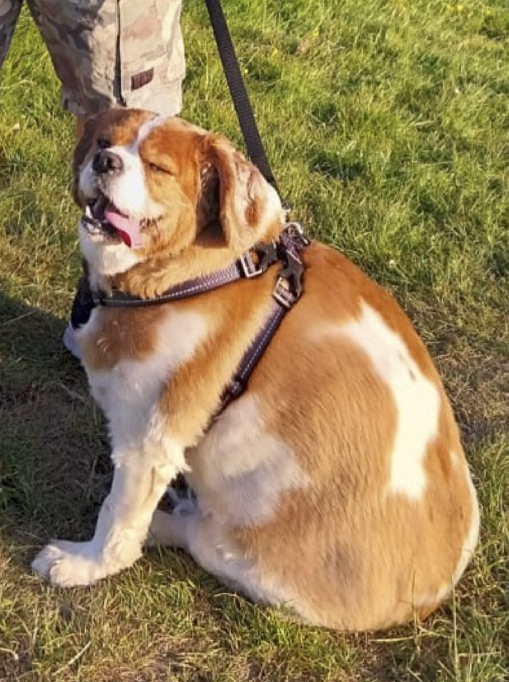 Lancashire vets help 'obese' King Charles Cavalier Spaniel lose weight on special dog diet