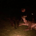 The three Lancashire men have all been jailed for causing unnecessary suffering to the deer and other animals.