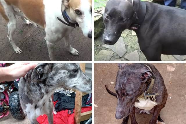 Four dogs were seized; Hector, a black lurcher, and a tan and white lurcher, called Chanelle, from Lloyd; and a dark brindle lurcher, called Blaze, and a grey merle lurcher, called Dixie, from Jones. Dixie and Chanelle were both pregnant and had puppies in the RSPCA’s care.