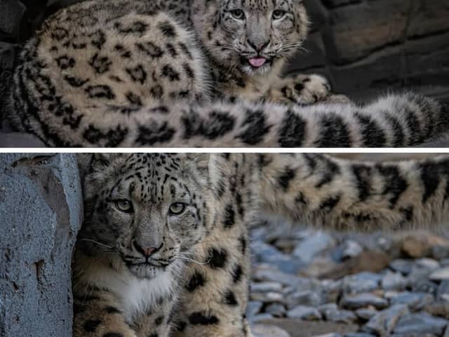 For the first time in its 93-year history, Chester Zoo has welcomed two snow leopards.