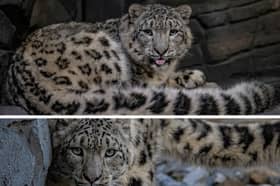 For the first time in its 93-year history, Chester Zoo has welcomed two snow leopards.