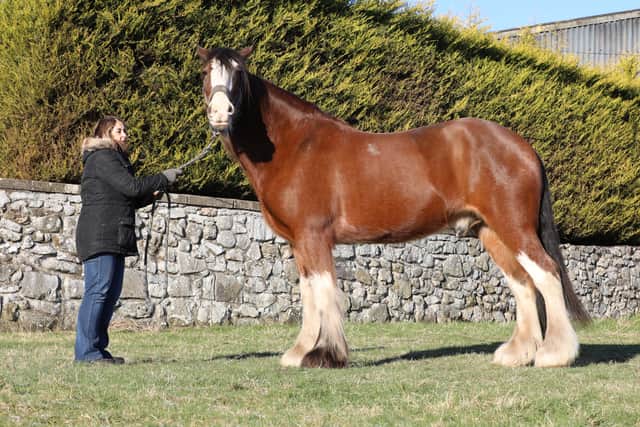 15-year-old Clydesdale horse Seamus.