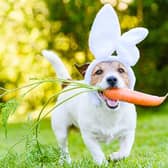 Vets are warning pet owners that a popular Easter treat and other snacks could be fatal for their animals.