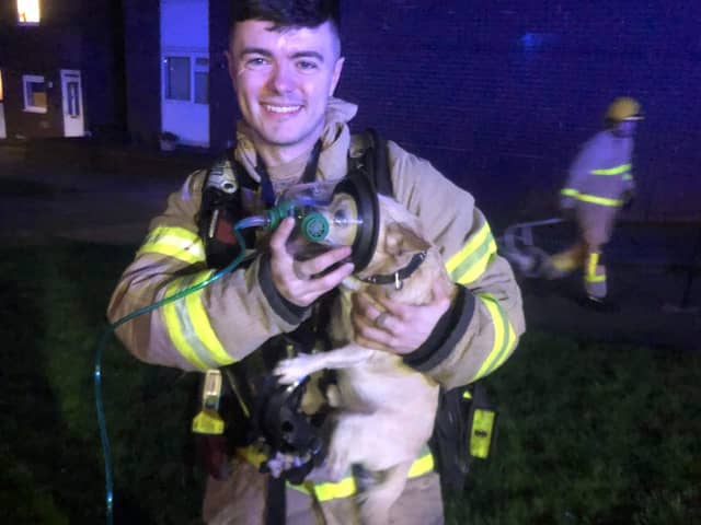 Firefighter Archer gives oxygen therapy to a little dog rescued from a house fire.