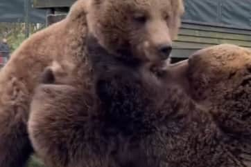 Bears Eso and Byara 'wrestle' at zoo.