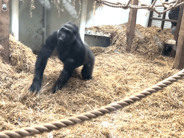 I went to the spectacular Blackpool Zoo and danced with a real life gorilla