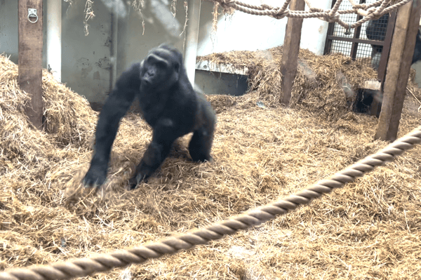 I went to the spectacular Blackpool Zoo and danced with a real life gorilla