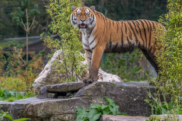 Amur tiger - Credit Alison Allen