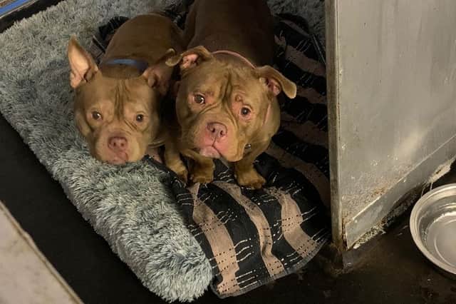 Pendle Dogs said it found four pocket bullies including Snowdrop and Primrose in the garage of a house in Blackburn on Wednesday, April 3.