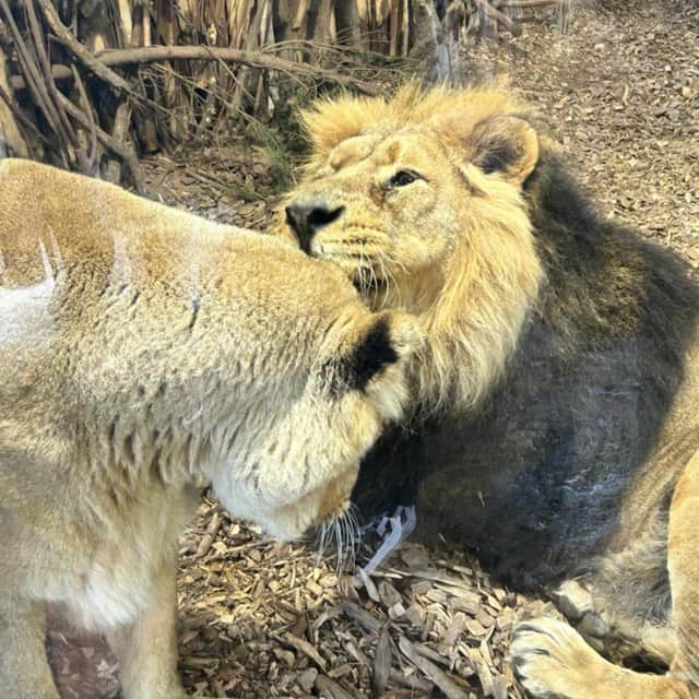 Some of the gorgeous lions.