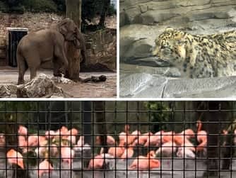 Some of the many animals who inhabit Chester Zoo. 