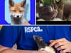 Strictly's Shirley Ballas and JLS star help voice singing animals in RSPCA's stamp out cruelty video