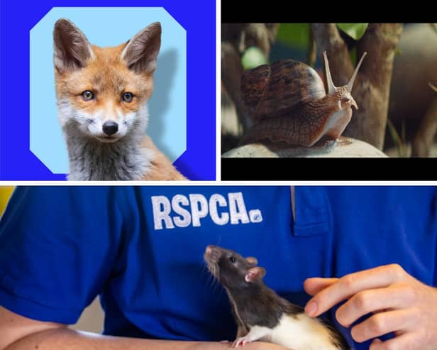 The RSPCA is now launching a new campaign For Every Kind, urging people to care about the lives of every animal and carry out one million acts of kindness for animals to mark its 200th anniversary.