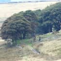 Woodland in Lancashire. Credit: Alan Wright