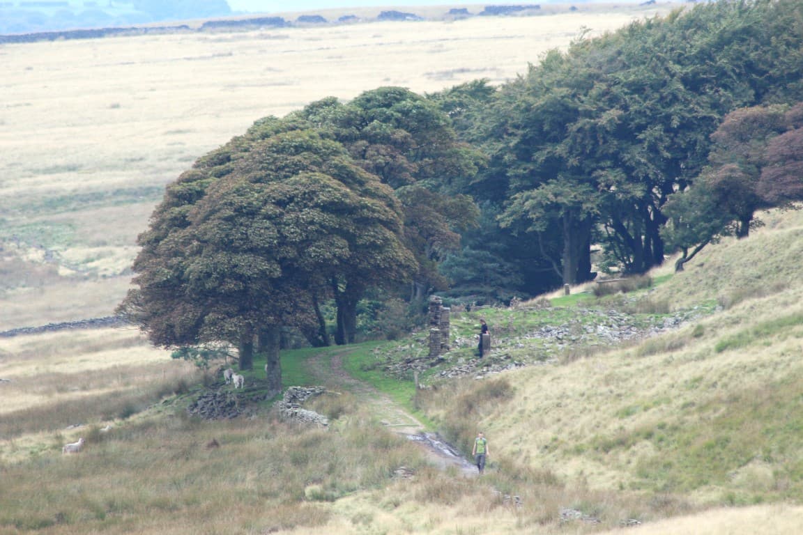 Lep Tree Search on for Lancashire's tallest tree - can you help?