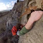 The video shows the bird leap from its perch as he scaled a quarry wall in Silverdale (Credit: Will Birkett/ SWNS)