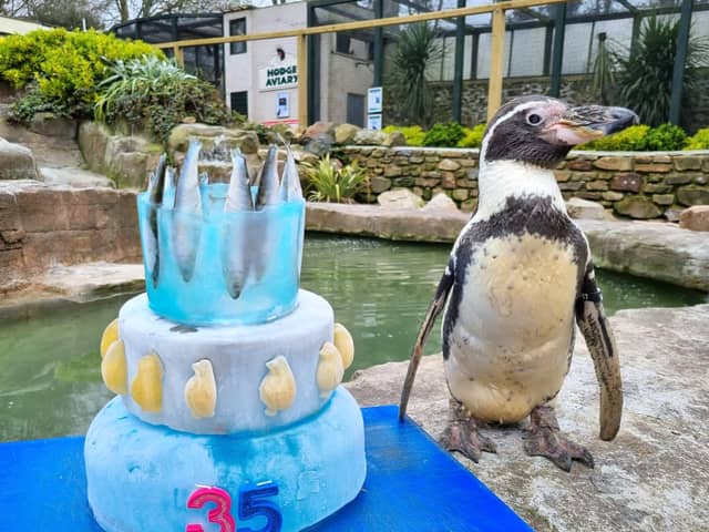Spneb, Europe's oldest penguin, celebrates her 36th birthday with a fish themed cake at Paradise Park, Cornwall.