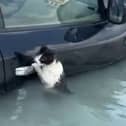 Cat clings to car door during flash flooding in Dubai
