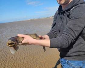 Maria and Adam Clark found 12 of the small-spotted catsharks washed up on the beach at Norbreck, Blackpool on Saturday