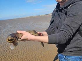 Maria and Adam Clark found 12 of the small-spotted catsharks washed up on the beach at Norbreck, Blackpool on Saturday