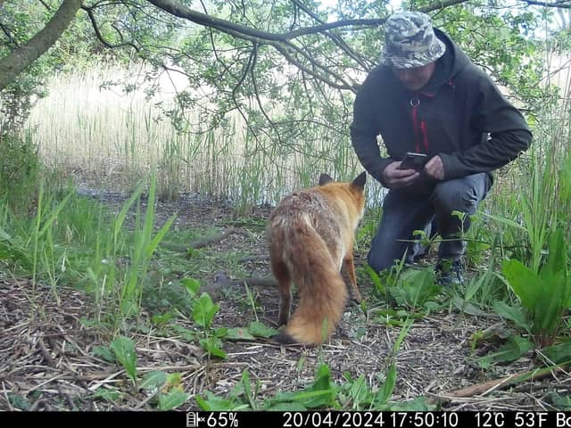 Video grab of Bob Dunlop's interaction with a friendly fox  near his home in Littleport, Cambs. 