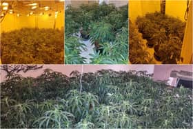 A man was arrested after more than 140 cannabis plants were seized in Chorley (Credit: Lancashire Police)