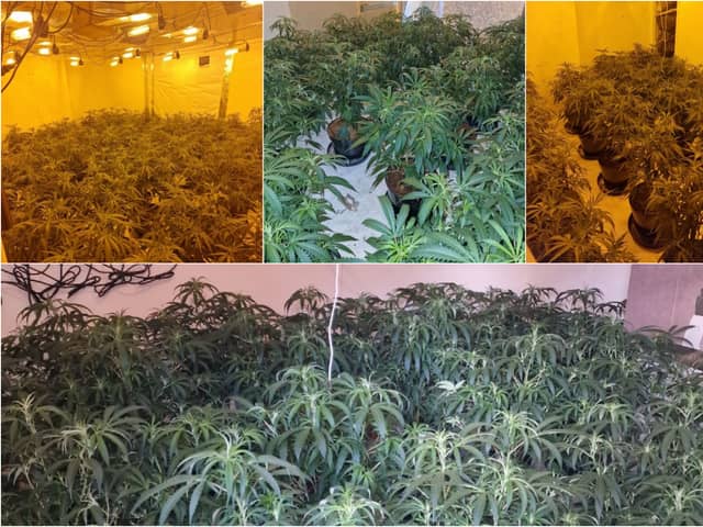 A man was arrested after more than 140 cannabis plants were seized in Chorley (Credit: Lancashire Police)