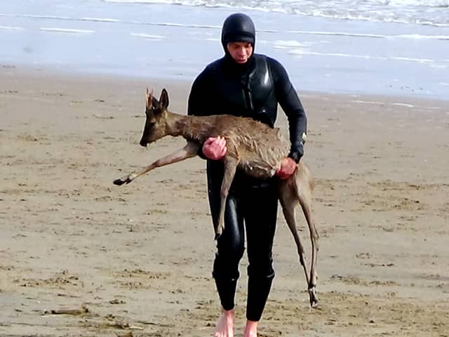 A paddleboarder carries a deer out of the water at Cleethorpes, northeast Lincs. 