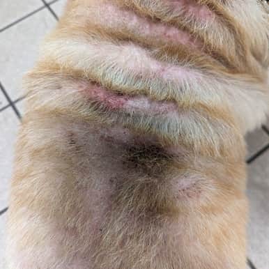 Robin was in lean body condition and had extensive fur loss and a skin condition affecting most of his body. Patches where he had scratched or rubbed himself to the point of bleeding were also visible. 