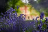 Lytham Hall bluebells