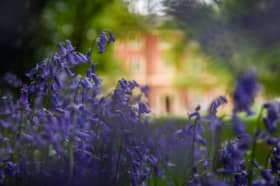 Lytham Hall bluebells